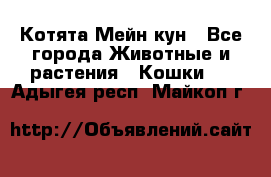 Котята Мейн кун - Все города Животные и растения » Кошки   . Адыгея респ.,Майкоп г.